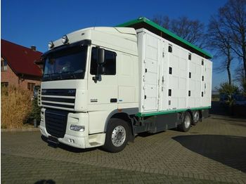 Transporte de ganado camión DAF XF 105/460 SSC Menke 3 Stock Hubdach: foto 1