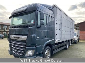 Transporte de ganado camión DAF XF 480 "Neu"  Menke 3 Stock Hubdach: foto 1